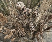 realtree-camo1