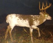 piebald1