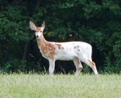 piebald6