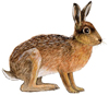 ZEC_Lepus_europaeus_Pall