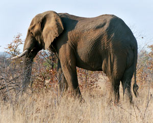 elephant_slon_300