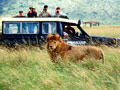 safari_africa