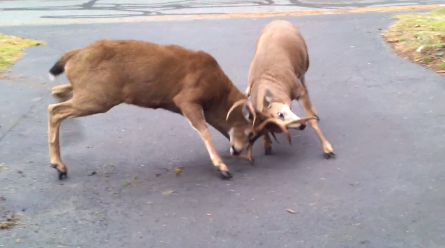 nanaimo-deer-fight