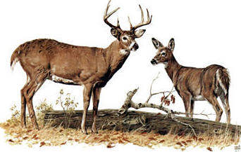 whitetail