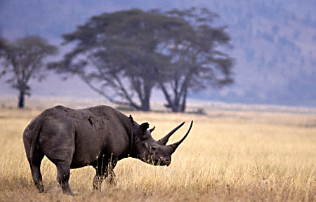 black-rhino