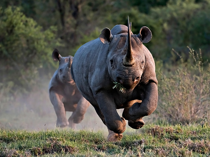 black-rhino2