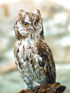 otus_scops_140