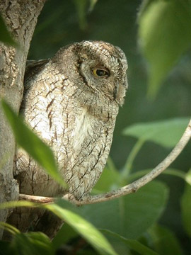 otus_scops_272