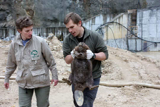spasavanje_dabra2.jpg spasavanje_dabra2.jpg