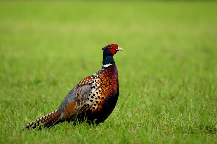 2913pheasant