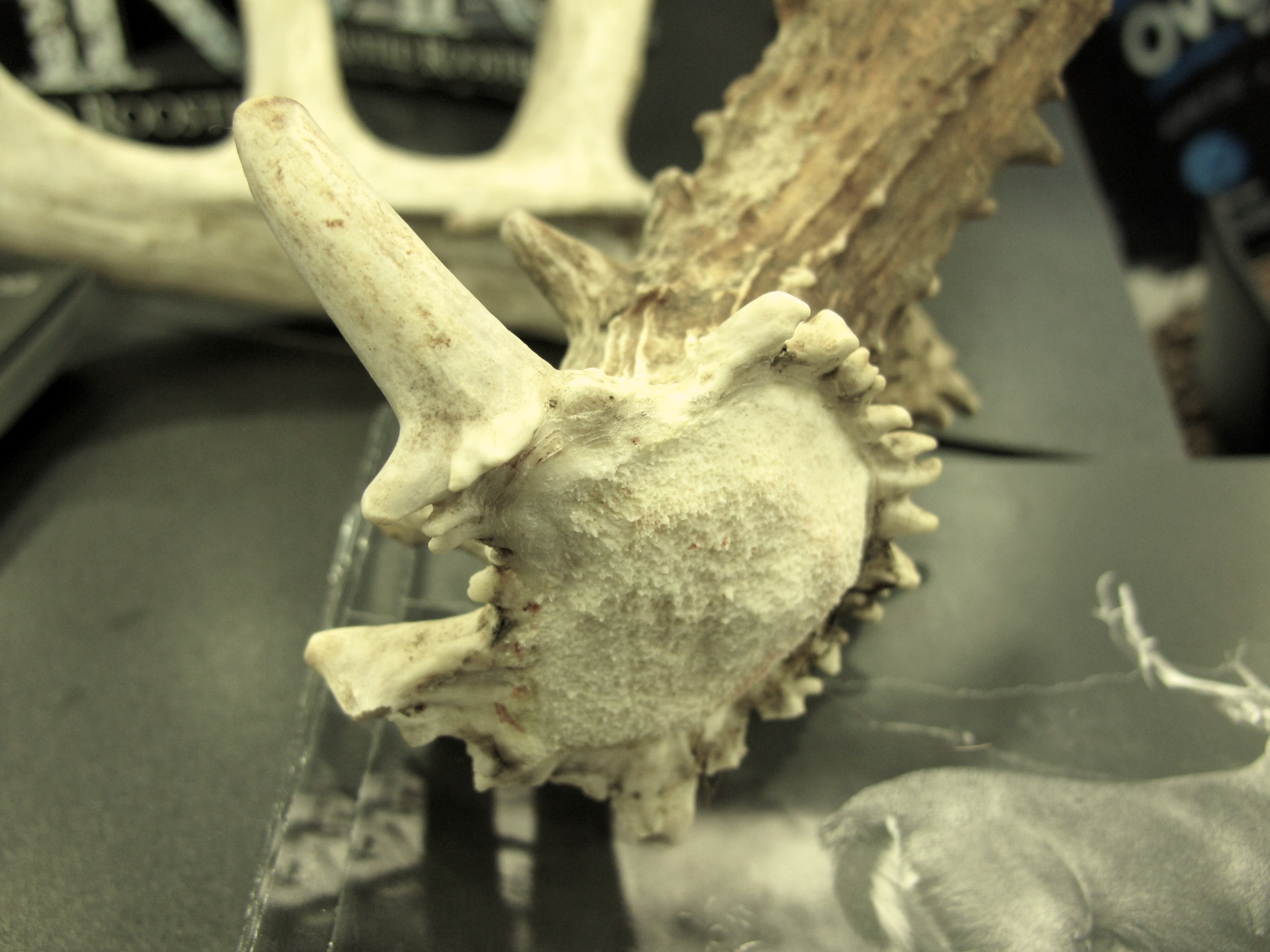 Antler-Pedicle-