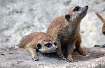 mungosi_zoo_lovac_v mungosi_zoo_lovac_v