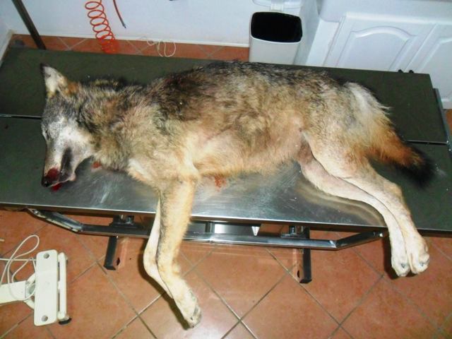 lupo ucciso saturnia lav