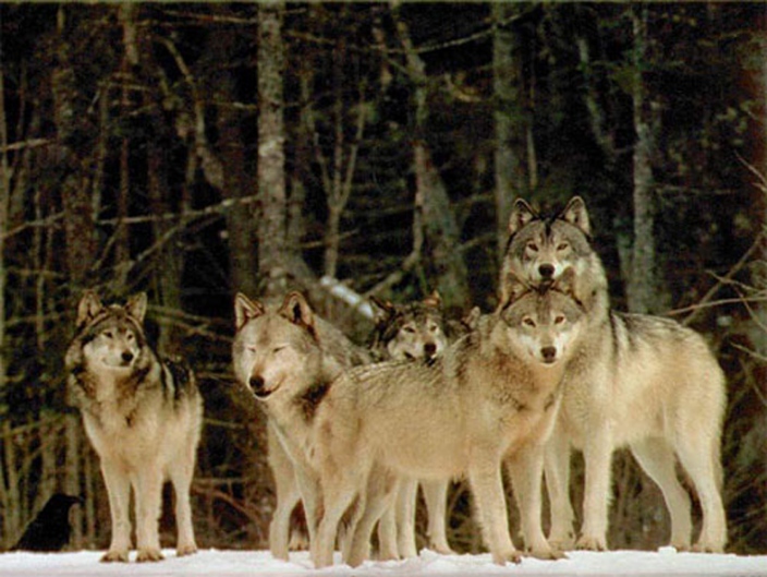 vukovi lovac