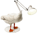 duck_lamp.jpg