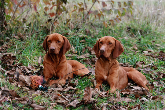 vizla_jackal22 vizla_jackal22