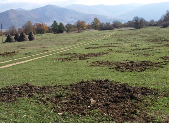 izrovani-teren-divlje-svinje-540.jpg