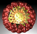 coronavirus_130