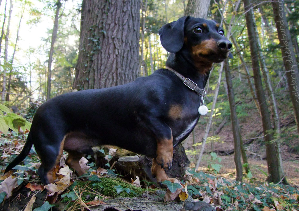 dachshund-hunting-dog