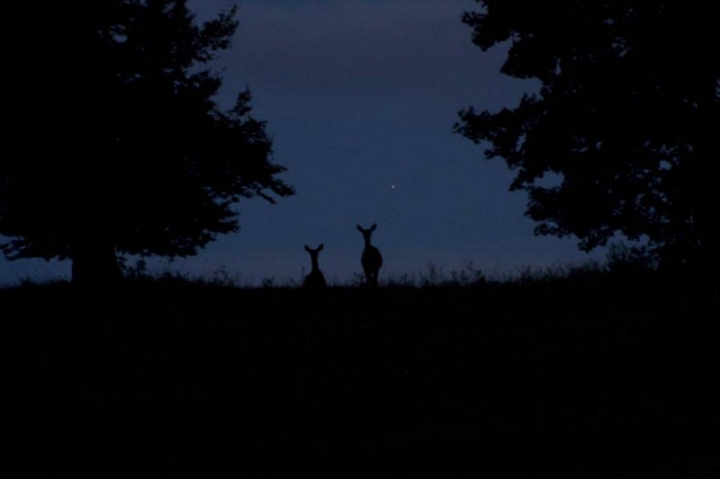 nocna silueta