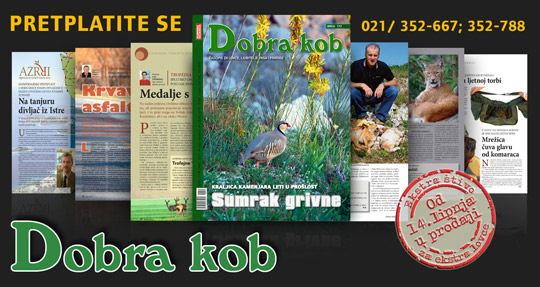 Dobra kob