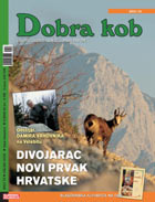 dobra_kob_78_140