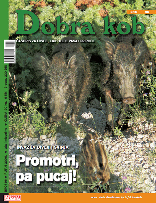 dobra_kob_96_540.jpg