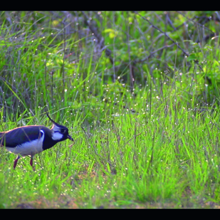 digiskoper2013 Video