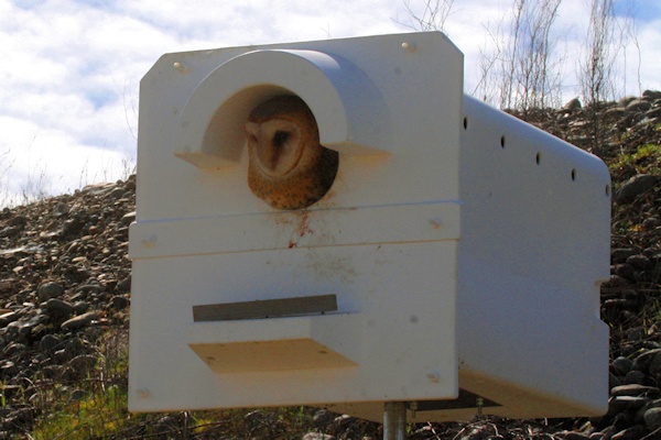 Economic Barn Owls 2