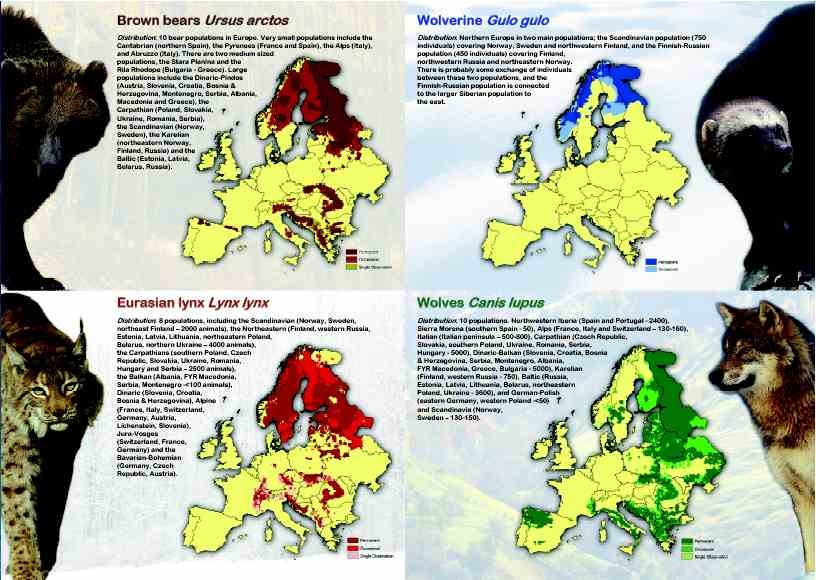 large carnivores population maps