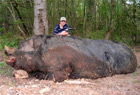 500kg_vild_hog