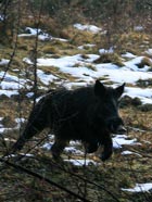 lov-lovac-08-140.jpg