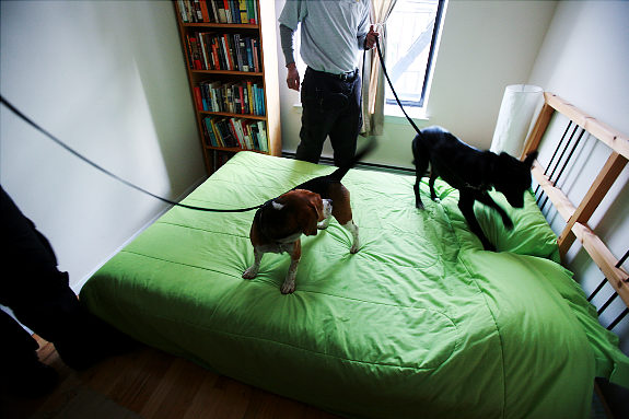 gal_dogs-4.jpg