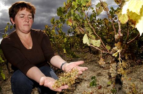 vinograd_knezevici_divlje_svinje.jpg vinograd_knezevici_divlje_svinje.jpg