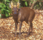 muntjac-lov