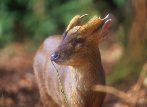 muntjac