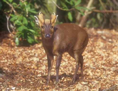 muntjac1