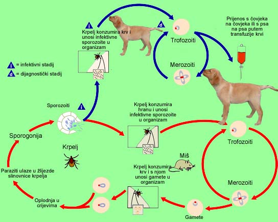 babesia_ciklus