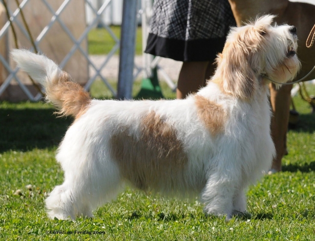 Mali vendeski baset grifon – fr. Petit Basset Griffon Vendeen