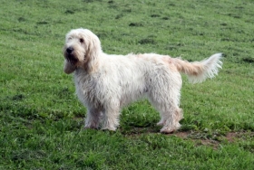 Veliki vendski grifon baset - engl. Grand Basset Griffon Vendéen