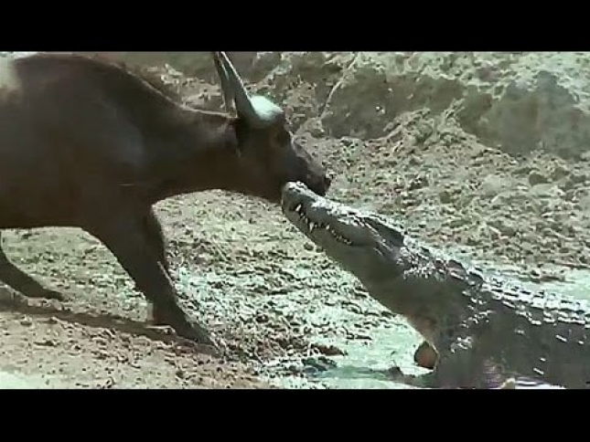 VIDEO: Krokodil imao veće oči od želuca