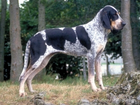 Veliki plavi gaskonjski gonič – fr. Grand Bleu de Gascogne