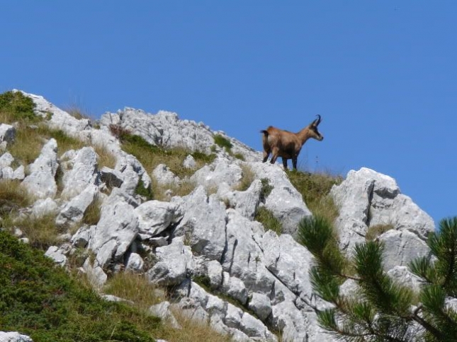 50 godina biokovskih divokoza I: kako je planina nad Makarskom postala lovište divokoza