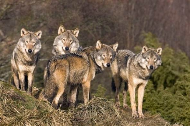 postojanje čak 40 čopora vukova u Njemačkoj