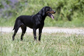 Crnogorski gonič (Montenegrin Mountain Hound)