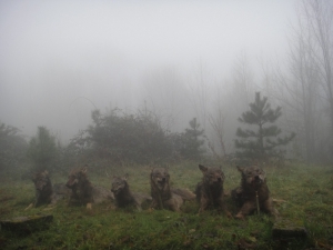 U BiH tijekom jednog jutra odstrijeljeno šest vukova