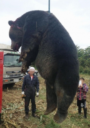 Medvjed odstreljen na otoku Hokaido težak 400 kilograma