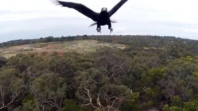 Australski klinastorepi orao ruši drona iz zraka (VIDEO)