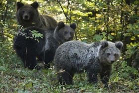 Smeđi medvjed - Ursus arctos – engl. Brown bear