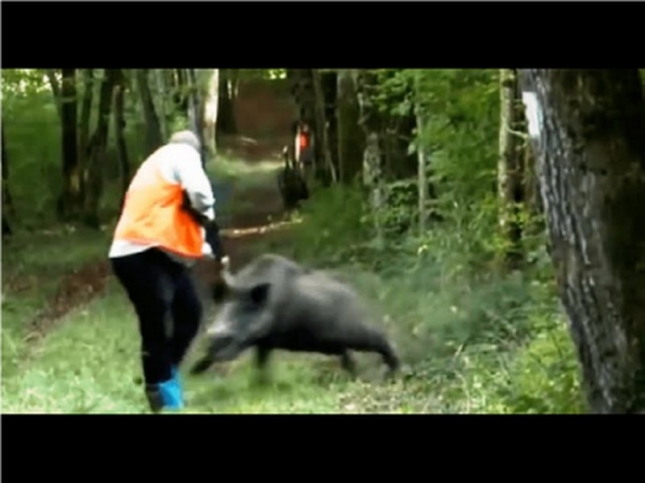Napad divlje svinje